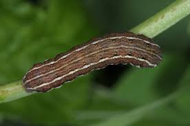 Attēlu rezultāti vaicājumam “Cerastis rubricosa”