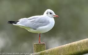 Image result for Chroicocephalus ridibundus