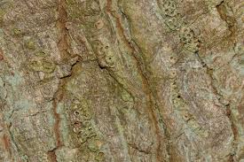 Attēlu rezultāti vaicājumam “Andricus quercuscorticis”