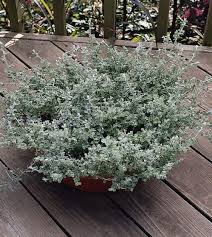 Image result for Helichrysum subulifolium
