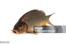 Image result for Carpiodes cyprinus