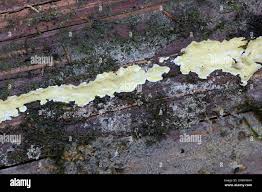 Attēlu rezultāti vaicājumam “Flaviporus citrinellus”