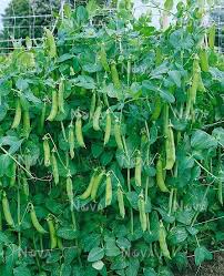 Attēlu rezultāti vaicājumam “Pisum sativum”