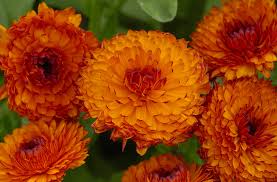Attēlu rezultāti vaicājumam “Calendula officinalis”