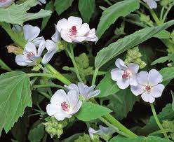 Image result for Althaea officinalis