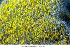 Attēlu rezultāti vaicājumam “Grimmia pulvinata”