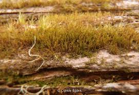 Attēlu rezultāti vaicājumam “Tritomaria exsectiformis”