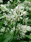 Wild garlic grows well in the - via Daymix