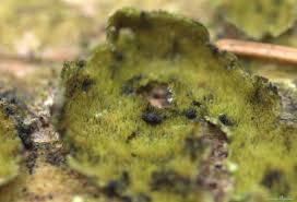 Attēlu rezultāti vaicājumam “Lycogala fuscoolearium macro”