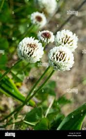 Attēlu rezultāti vaicājumam “Trifolium repens flower”