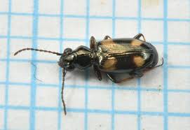 Attēlu rezultāti vaicājumam “Bembidion quadrimaculatum”