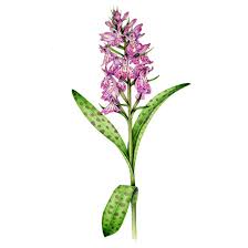 Attēlu rezultāti vaicājumam “Dactylorhiza fuchsii leaf”