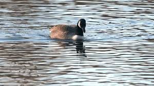 Attēlu rezultāti vaicājumam “Branta canadensis adult”