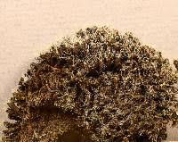 Attēlu rezultāti vaicājumam “Syntrichia ruralis var. ruralis”