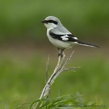 Attēlu rezultāti vaicājumam “Lanius excubitor adult”