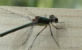 Attēlu rezultāti vaicājumam “Chalcolestes viridis”