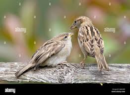 Attēlu rezultāti vaicājumam “Passer domesticus juvenile”