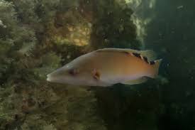 Image result for Labrus mixtus