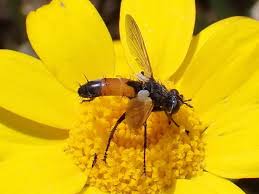 Attēlu rezultāti vaicājumam “Cylindromyia sp.”