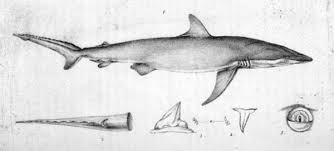 Image result for Carcharhinus obscurus
