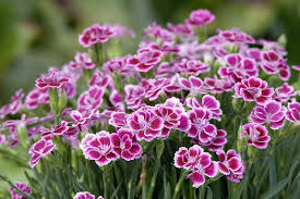 Image result for Nelke