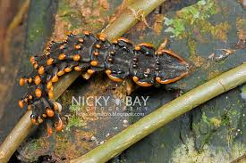 Attēlu rezultāti vaicājumam “Hadula trifolii larva”