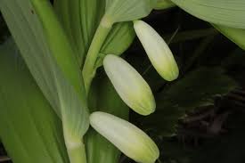Attēlu rezultāti vaicājumam “Polygonatum odoratum bud”