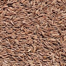 Attēlu rezultāti vaicājumam “Carum carvi”