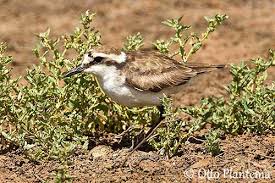 Image result for Diplodus helenae