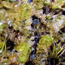 Attēlu rezultāti vaicājumam “Tritomaria exsectiformis”