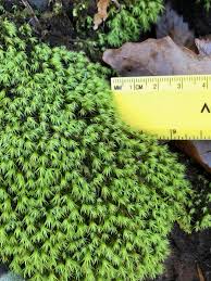 Attēlu rezultāti vaicājumam “Bartramia pomiformis”