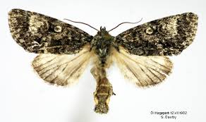 Attēlu rezultāti vaicājumam “Acronicta megacephala”