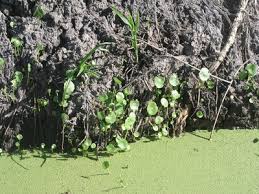 Attēlu rezultāti vaicājumam “Hydrocotyle vulgaris bud”