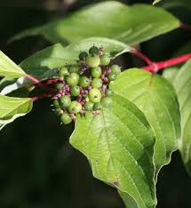 Attēlu rezultāti vaicājumam “Cornus sericea fruit”