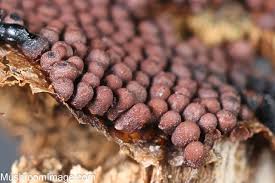 Attēlu rezultāti vaicājumam “Cribraria rubiginosa stalked”