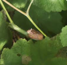Attēlu rezultāti vaicājumam “Lasioptera rubi larva”