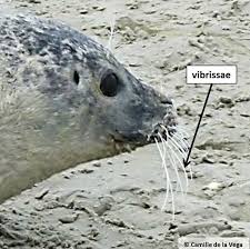 Image result for Phoca vitulina