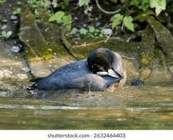 Attēlu rezultāti vaicājumam “Fulica atra adult”