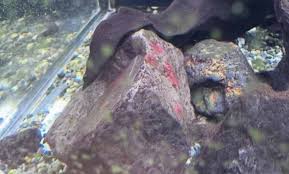 Attēlu rezultāti vaicājumam “Hildenbrandia rivularis”