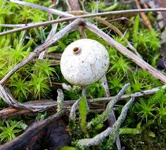Attēlu rezultāti vaicājumam “Octospora splachnophila”
