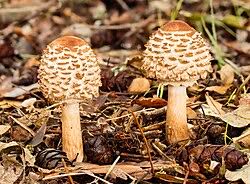 Attēlu rezultāti vaicājumam “Macrolepiota rhacodes var. bohemica”