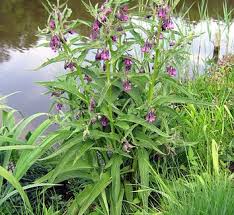 Attēlu rezultāti vaicājumam “Symphytum grandiflorum flower”