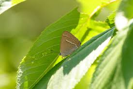 Attēlu rezultāti vaicājumam “Favonius quercus underside”