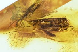 Attēlu rezultāti vaicājumam “Trichoptera egg mass”