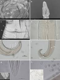 Attēlu rezultāti vaicājumam “Claustria didermoides macro”