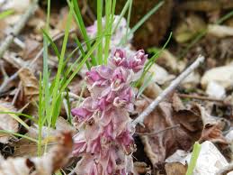 Attēlu rezultāti vaicājumam “Lathraea squamaria”