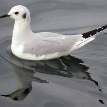 Image result for Chroicocephalus philadelphia