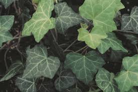 Attēlu rezultāti vaicājumam “Hedera helix”