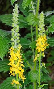 Attēlu rezultāti vaicājumam “Agrimonia eupatoria flower”