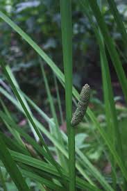 Attēlu rezultāti vaicājumam “Acorus calamus”